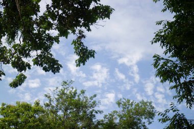 Bahçe bitkileri yeşil yaprakların arka planı, stok fotoğrafı.