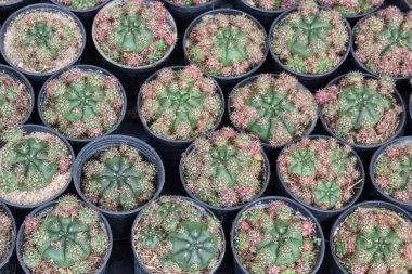 Bahçe bitkileri yeşil yaprakların arka planı, stok fotoğrafı.