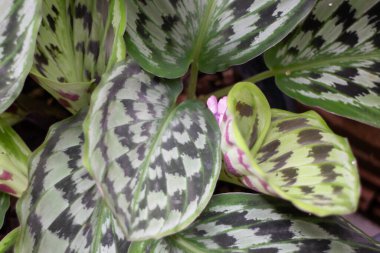 Bahçe bitkileri yeşil yaprakların arka planı, stok fotoğrafı.