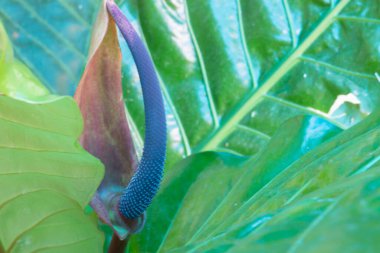 Bahçe bitkileri yeşil yaprakların arka planı, stok fotoğrafı.