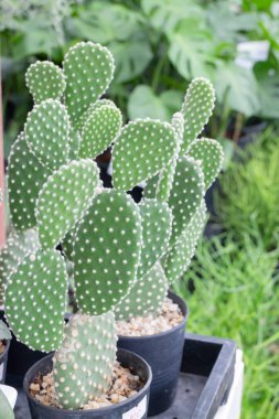 Bahçe bitkileri yeşil yaprakların arka planı, stok fotoğrafı.