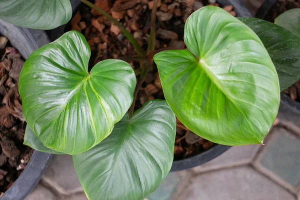 Garden Plants Nature Background Green Leaves Stock Photo — 스톡 사진