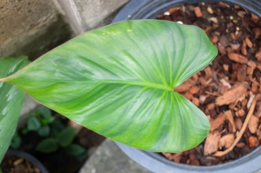 Bahçe bitkileri yeşil yaprakların arka planı, stok fotoğrafı.