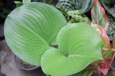 Bahçe bitkileri yeşil yaprakların arka planı, stok fotoğrafı.