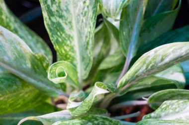 Bahçe bitkileri yeşil yaprakların arka planı, stok fotoğrafı.