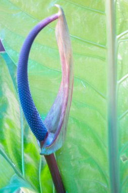 Bahçe bitkileri yeşil yaprakların arka planı, stok fotoğrafı.
