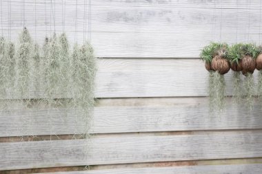 Yeşil pazarda tropikal ot satışı, stok fotoğrafı.