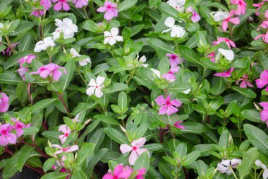 Yeşil pazarda tropikal ot satışı, stok fotoğrafı.