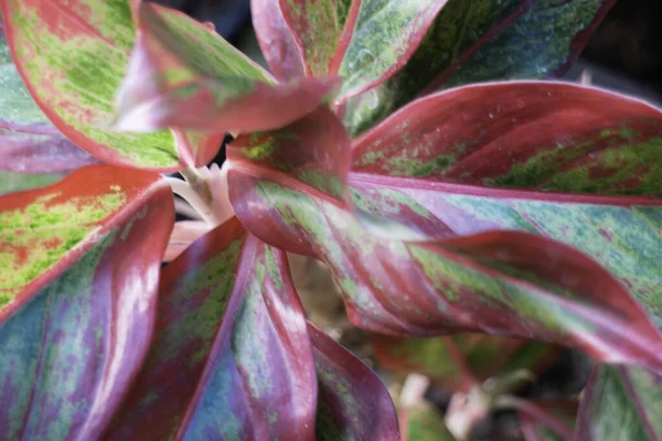 庭の植物緑の葉の自然背景 ストックフォト — ストック写真