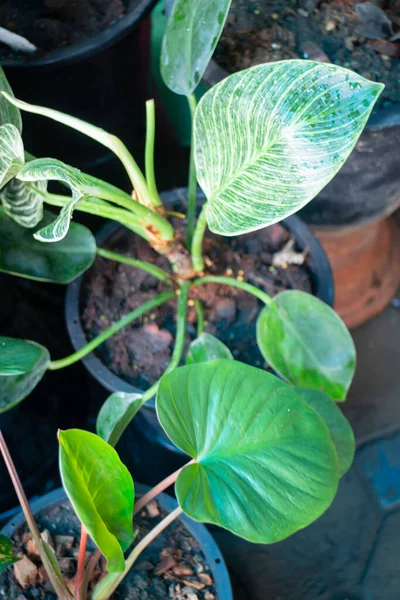 Garden Plants Nature Background Green Leaves Stock Photo — Stock Photo, Image