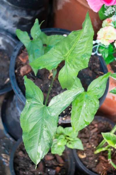 Garden Plants Nature Background Green Leaves Stock Photo — Stock Photo, Image