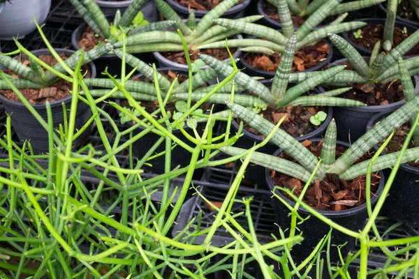 Vaso Piante Tropicali Vendita Nel Mercato Verde Foto Scorta — Foto Stock