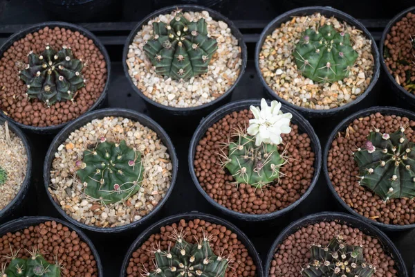 Vaso Piante Tropicali Vendita Nel Mercato Verde Foto Scorta — Foto Stock