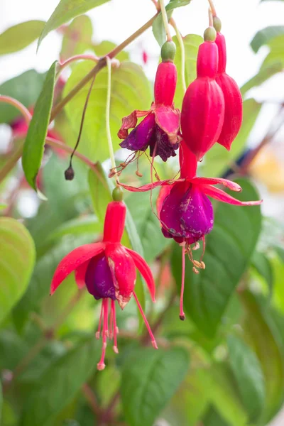 Tropical Plant Pot Sale Green Market Stock Photo — Stock Photo, Image