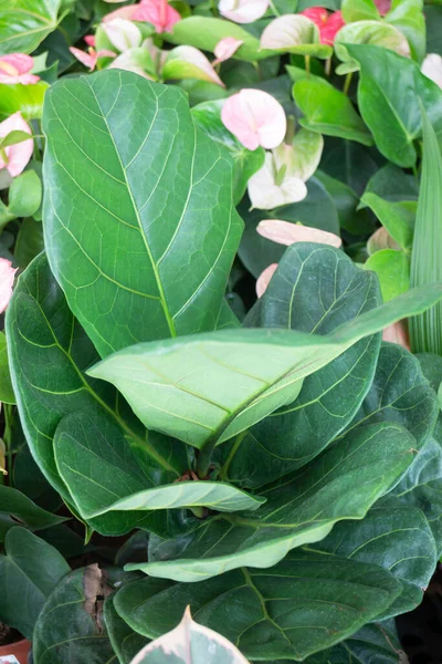 Vente Pot Plantes Tropicales Dans Marché Vert Photo Réserve — Photo