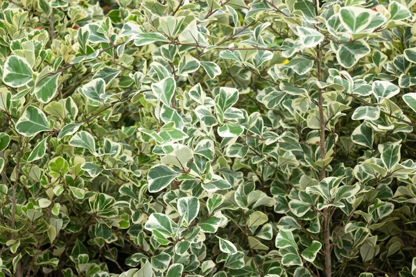 Vaso Piante Tropicali Vendita Nel Mercato Verde Foto Scorta — Foto Stock