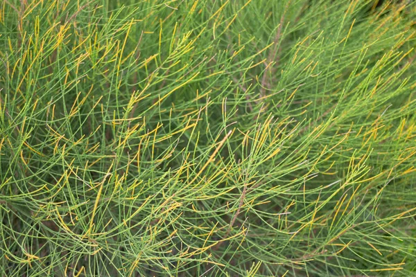 Tropische Plant Pot Koop Groene Markt Bevoorraden Foto — Stockfoto