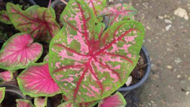 Yeşil bahçede yaz çiçeği bitkisi, stok görüntüleri.