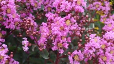 Yeşil bahçede yaz çiçeği bitkisi, stok görüntüleri.