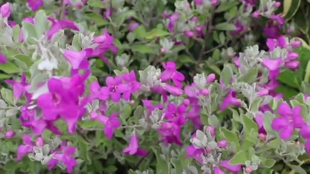 Yeşil Bahçede Yaz Çiçeği Bitkisi Stok Görüntüleri — Stok video