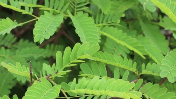 Zomer Bladeren Plant Groene Tuin Voorraad Beeldmateriaal — Stockvideo