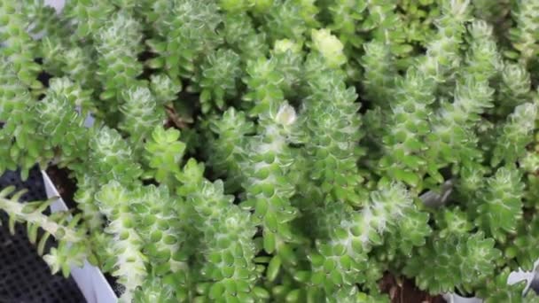 Planta Folhas Verão Jardim Verde Imagens Estoque — Vídeo de Stock