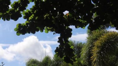 Yeşil yapraklar bitki ve güneş ışığı detay doğa ağaç altına, stok görüntüler