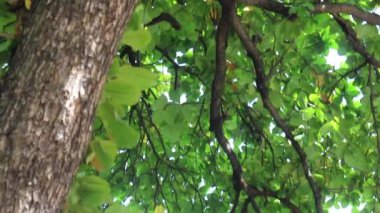 Yeşil yapraklar bitki ve güneş ışığı detay doğa ağaç altına, stok görüntüler