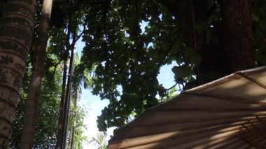 Yeşil yapraklar bitki ve güneş ışığı detay doğa ağaç altına, stok görüntüler