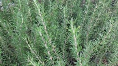 Yeşil bahçede yaz yaprakları, stok görüntüler.