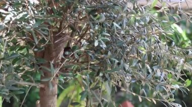 Açık havada zeytin ağacı yetişiyor, stok görüntüleri.