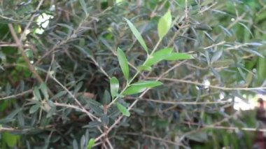 Açık havada zeytin ağacı yetişiyor, stok görüntüleri.