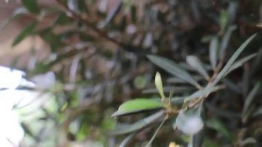 Açık havada zeytin ağacı yetişiyor, stok görüntüleri.