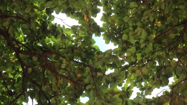Groene Bladeren Plant Zon Licht Detail Natuur Kijken Onder Boom — Stockvideo