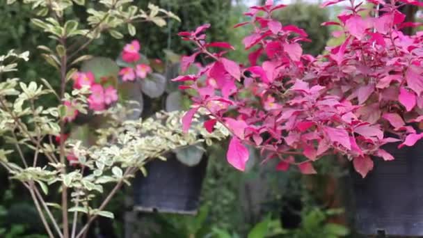 Літнє Листя Рослини Зеленому Саду Стокові Кадри — стокове відео