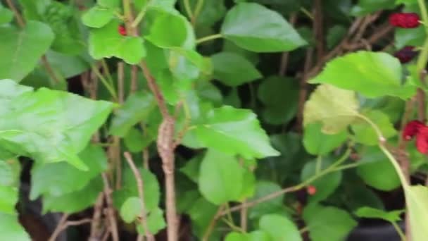 Letní Listy Rostlina Zelené Zahradě Stock Záběry — Stock video