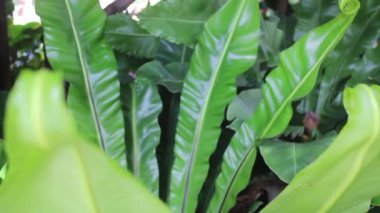 Yaz bahçesinde tropik yeşil bitki, stok görüntüler.