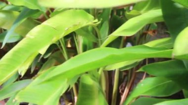 Yaz bahçesinde tropik yeşil bitki, stok görüntüler.