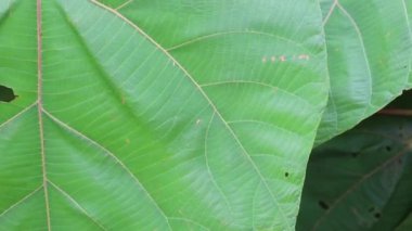 Yaz bahçesinde tropik yeşil bitki, stok görüntüler.