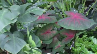 Yaz bahçesinde tropik yeşil bitki, stok görüntüler.