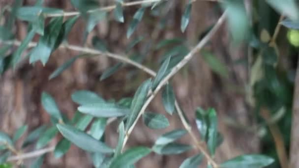 Olive Tree Grows Pot Outdoors Stock Footage — 비디오