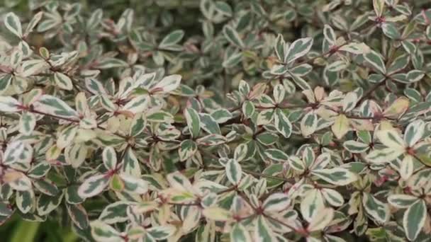 Planta Tropical Verde Jardim Verão Imagens Estoque — Vídeo de Stock