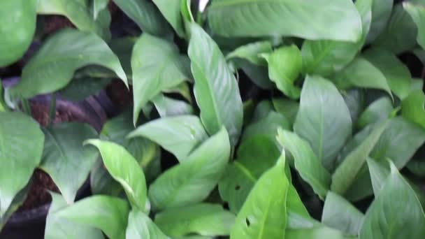 Tropical Green Plant Summer Garden Stock Footage — Stock Video