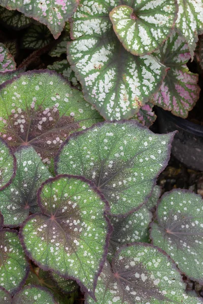 緑の市場での熱帯植物ポット販売 ストックフォト — ストック写真