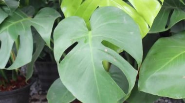 Yeşil pazardaki tropik bitki bahçesi, borsa görüntüleri.