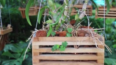 Yeşil pazardaki tropik bitki bahçesi, borsa görüntüleri.