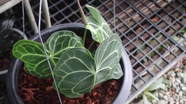 Yeşil pazardaki tropik bitki bahçesi, borsa görüntüleri.