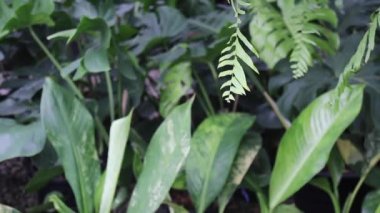 Yeşil pazardaki tropik bitki bahçesi, borsa görüntüleri.