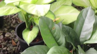 Yeşil pazardaki tropik bitki bahçesi, borsa görüntüleri.