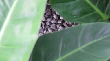 Yeşil pazardaki tropik bitki bahçesi, borsa görüntüleri.